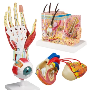 anatomische-modelle