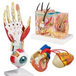Anatomische Modelle kaufen für jeden...