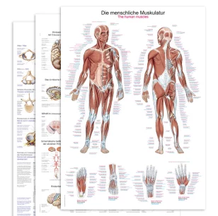 Anatomische Lehrtafeln