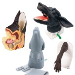 Anatomische Modelle in der Tiermedizin &ndash;...