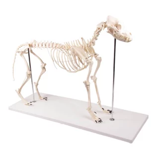 tiermodelle-tierskelette