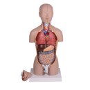 Mini Torso Torsomodell, 16 teilig