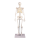 Miniatur-Skelett “Tom“, ca. 80 cm
