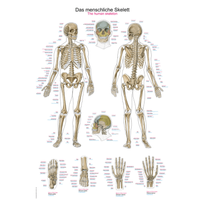 Lehrtafel "Das menschliche Skelett"