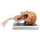 Ambu Intubationstrainer / Airway Management Trainer