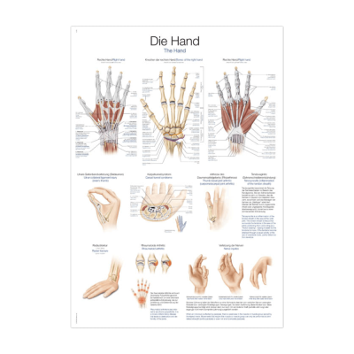 Erler-Zimmer Lehrtafel "Die Hand"
