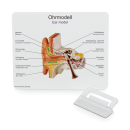 Erler Zimmer Ohrmodell, 1,5-fache Größe - EZ Anatomy