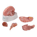 Erler-Zimmer anatomisches Gehirnmodell