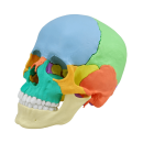 Osteopathie-Schädelmodell, 22 Teile, anatomische /...