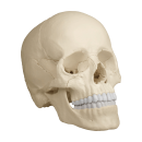 Osteopathie-Schädelmodell, 22 Teile, anatomische / didaktische Ausführung