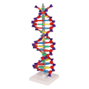 Erler-Zimmer DNA Doppelhelix, Bausatz zum Selbstbau