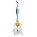 Erler-Zimmer Flexible Miniaturwirbelsäule, didaktisch