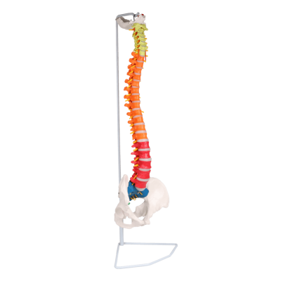 Erler-Zimmer flexible Wirbelsäule, didaktisch