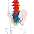 Erler-Zimmer flexible Wirbelsäule, didaktisch