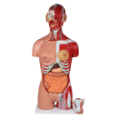 Erler-Zimmer Zweigeschlechtlicher Torso mit offenem...