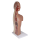 Erler-Zimmer NG & Tracheostomie Torso, lebensgroß