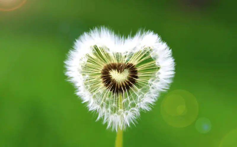 Pusteblume in Herzform