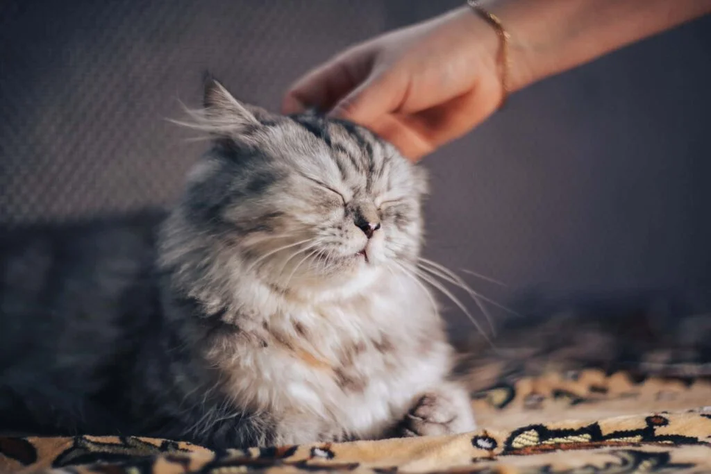 graue Katze wird gegrault