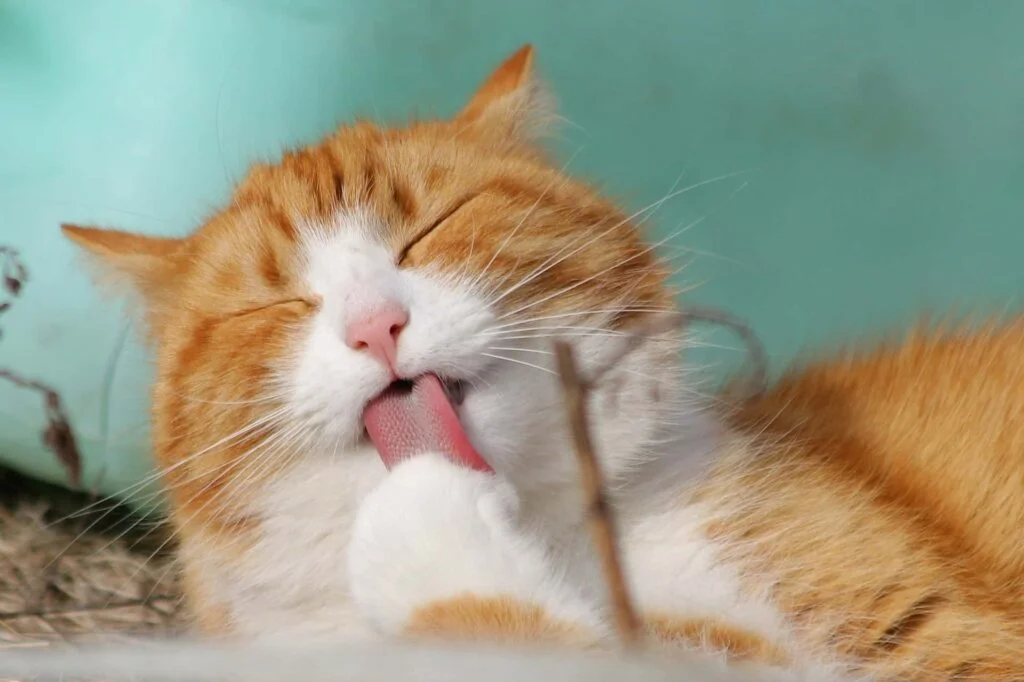 orange Katze putzt sich