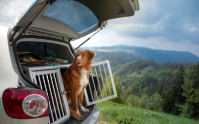 Hund schaut aus Käfig im offenem Kofferraum