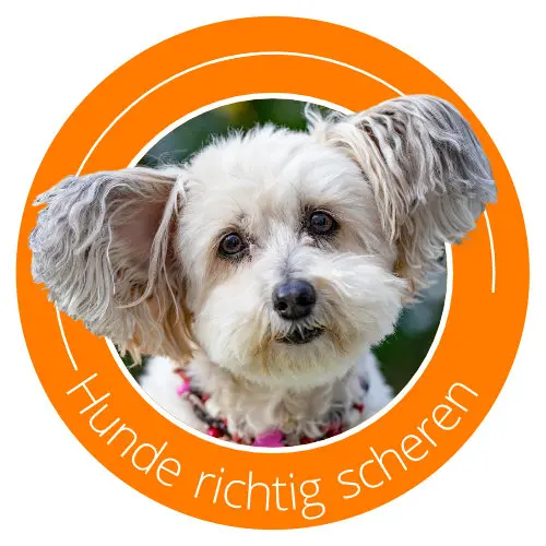 Icons-Bild Hund, Text: Hunde richtig scheren