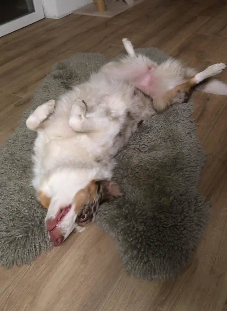 Hund liegt auf dem Rücken auf einem Fell im Zimmer