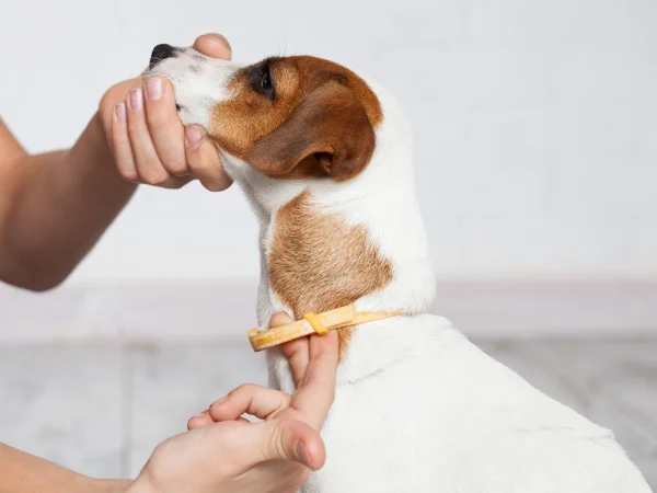 Hund mit Halsband gegen Zecken